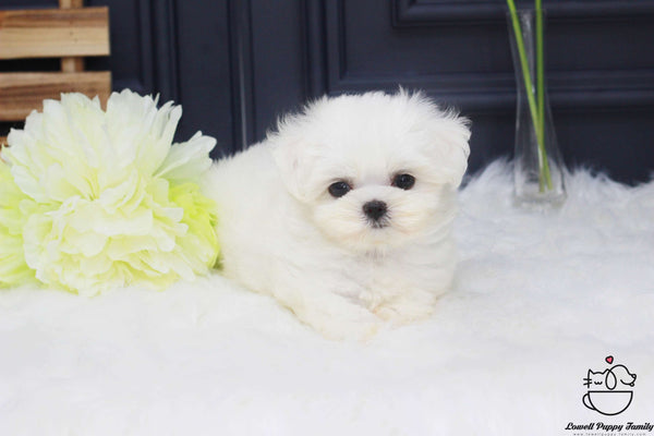 Teacup Maltese Male [Otis]