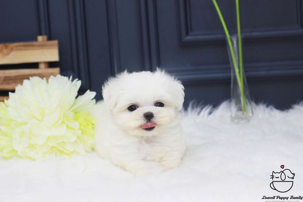 Teacup Maltese Male [Otis]