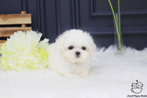 Teacup Maltese Male [Otis]