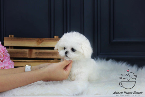 Teacup Maltese Male [Roy]