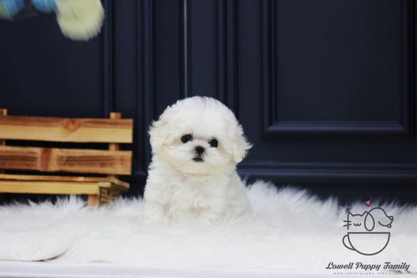 Teacup Maltese Male [Roy]