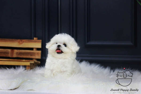 Teacup Maltese Male [Roy]