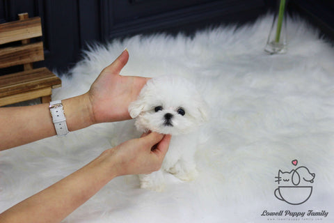 Teacup Maltese Male [Roy]