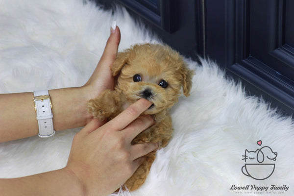 Teacup Maltipoo Male [Cookie]