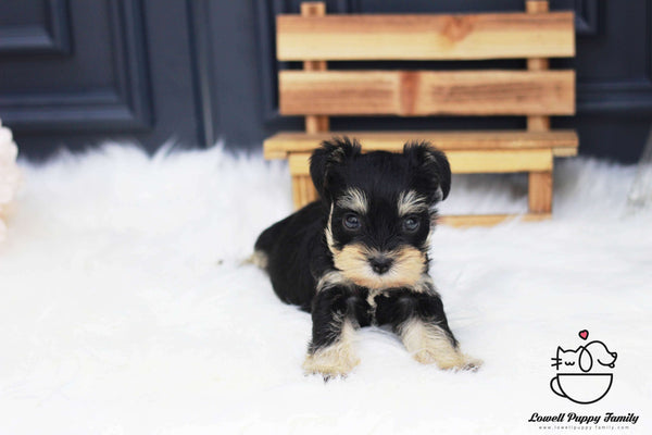 Miniature Schnauzer Female [Coco]