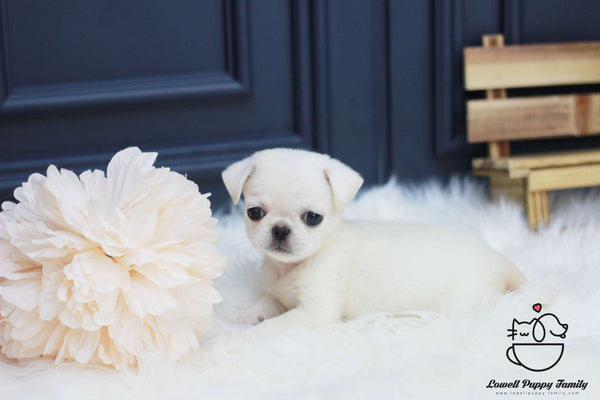 Pug Female [Bella]