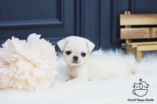 Pug Female [Bella]