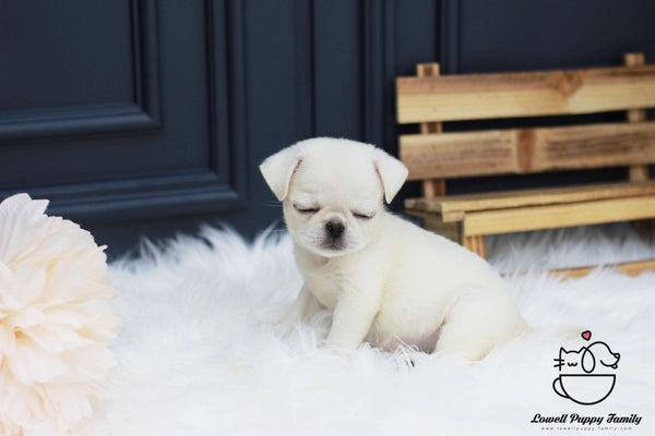 Pug Female [Bella]