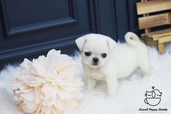 Pug Female [Bella]