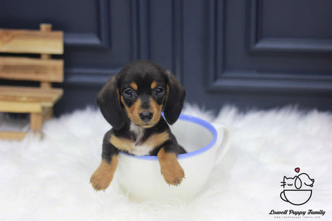 Teacup Dachshund Male [Johnson]