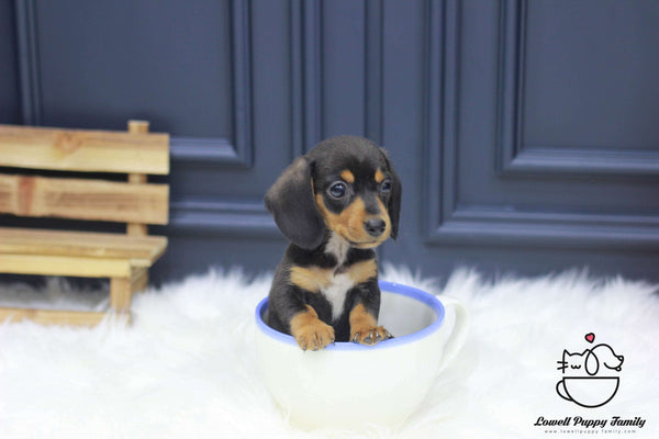 Teacup Dachshund Male [Johnson]
