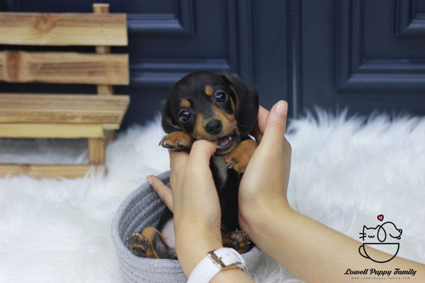 Teacup Dachshund Male [Johnson]