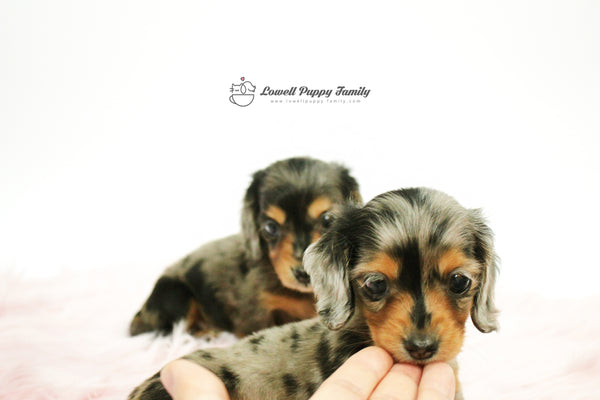 Mini Dachshund Twins [Alan&Aida] - Lowell Teacup Puppies inc