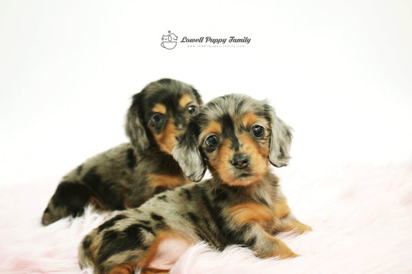 Mini Dachshund Twins [Alan&Aida] - Lowell Teacup Puppies inc