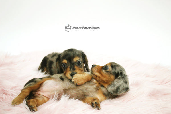 Mini Dachshund Twins [Alan&Aida] - Lowell Teacup Puppies inc