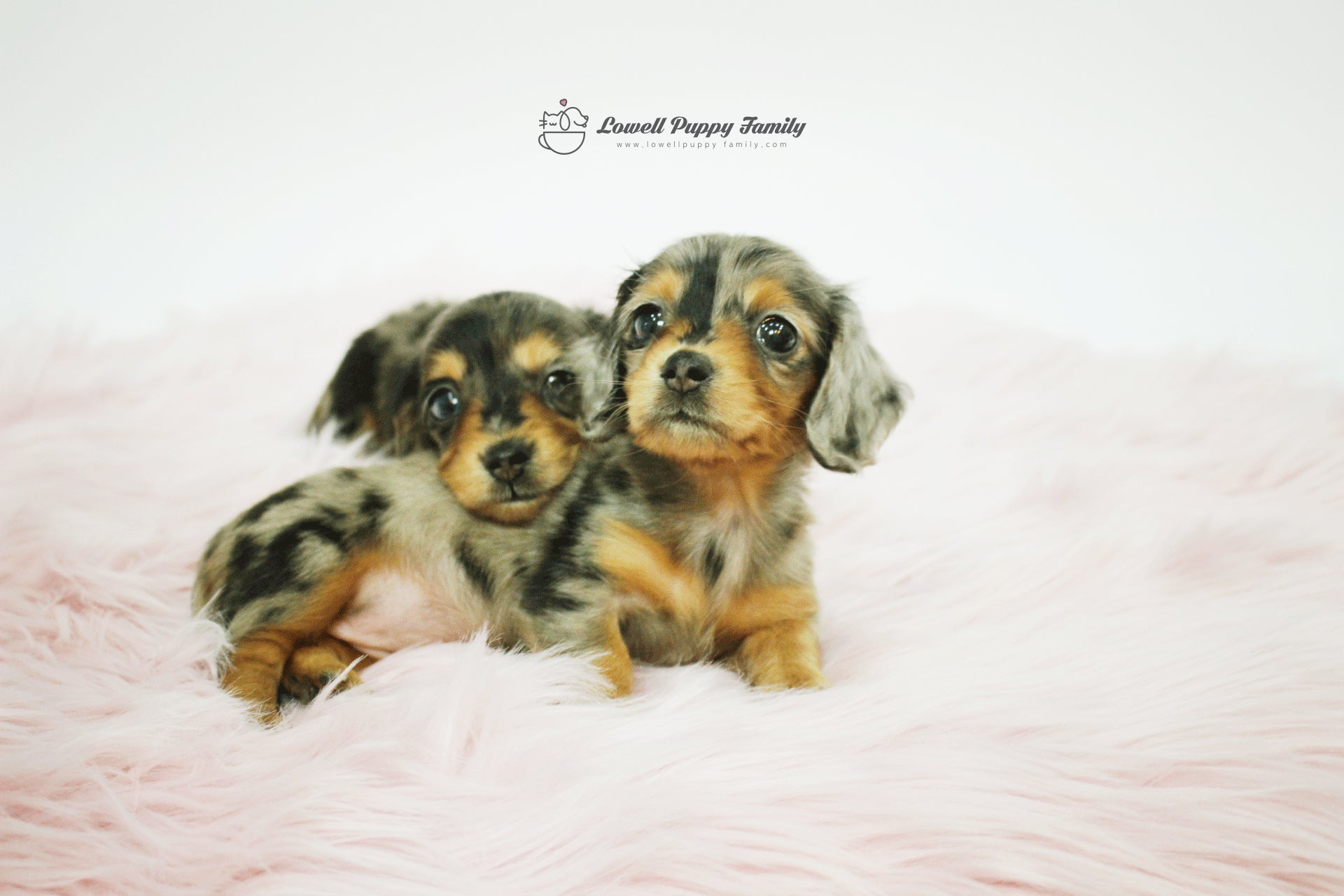 Mini Dachshund Twins [Alan&Aida] - Lowell Teacup Puppies inc