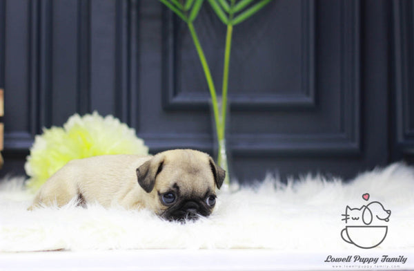 Pug Female [Sara] - Lowell Teacup Puppies inc