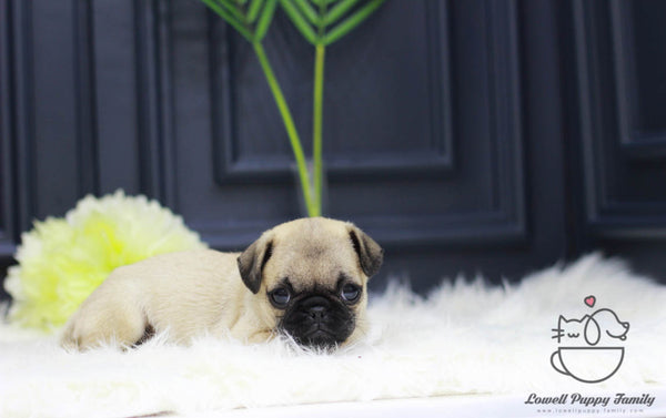 Pug Female [Sara] - Lowell Teacup Puppies inc