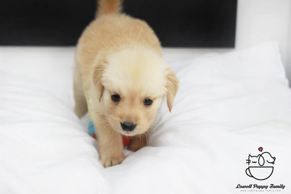 Golden Retriever Male [Dobby] - Lowell Teacup Puppies inc
