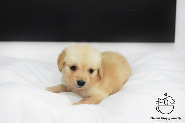 Golden Retriever Male [Dobby] - Lowell Teacup Puppies inc