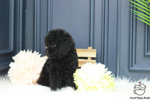 Teacup Poodle Female [Cookie] - Lowell Teacup Puppies inc