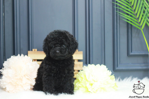 Teacup Poodle Female [Cookie] - Lowell Teacup Puppies inc