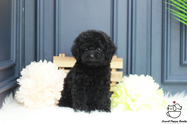 Teacup Poodle Female [Cookie] - Lowell Teacup Puppies inc