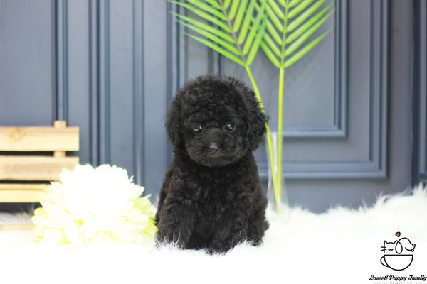 Teacup Poodle Female [Cookie] - Lowell Teacup Puppies inc
