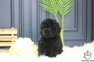 Teacup Poodle Female [Cookie] - Lowell Teacup Puppies inc