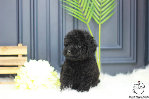 Teacup Poodle Female [Cookie] - Lowell Teacup Puppies inc