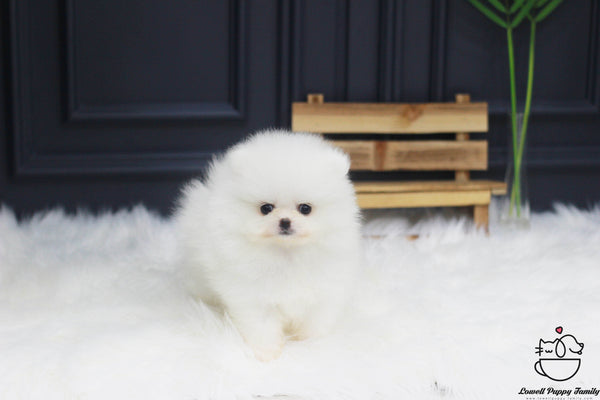 Teacup Pomeranian Female [Ali] - Lowell Teacup Puppies inc