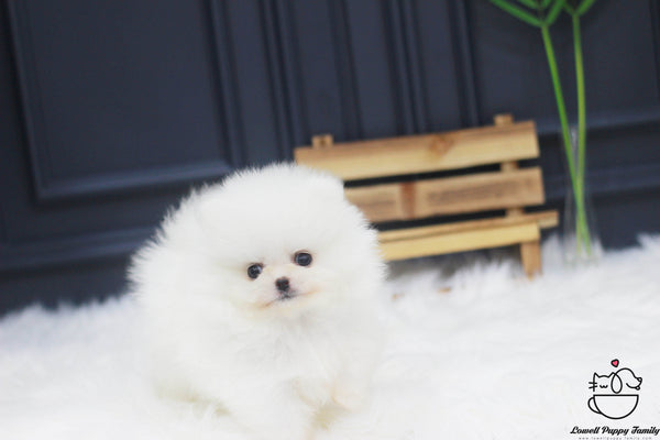 Teacup Pomeranian Female [Ali] - Lowell Teacup Puppies inc