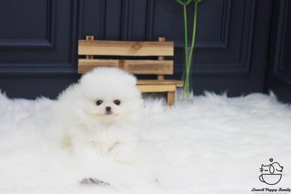 Teacup Pomeranian Female [Ali] - Lowell Teacup Puppies inc