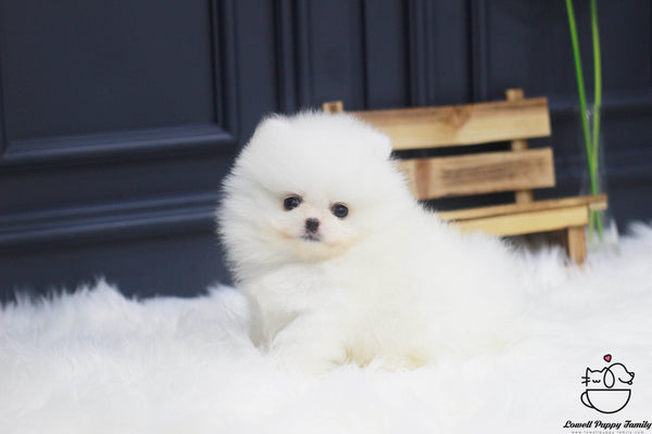 Teacup Pomeranian Female [Ali] - Lowell Teacup Puppies inc