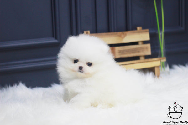 Teacup Pomeranian Female [Ali] - Lowell Teacup Puppies inc