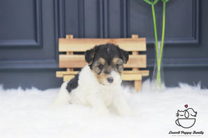 Wire Fox Terrier Male [Bailey] - Lowell Teacup Puppies inc