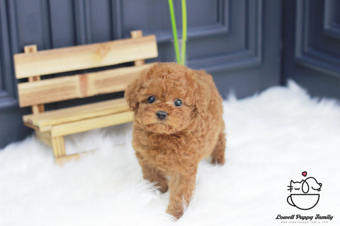 Teacup Poodle Male [Rotti] - Lowell Teacup Puppies inc