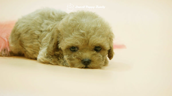 Sold out / Teacup Maltipoo Female [Jane]