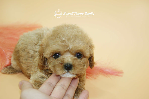 Sold out / Teacup Maltipoo Female [Jane]