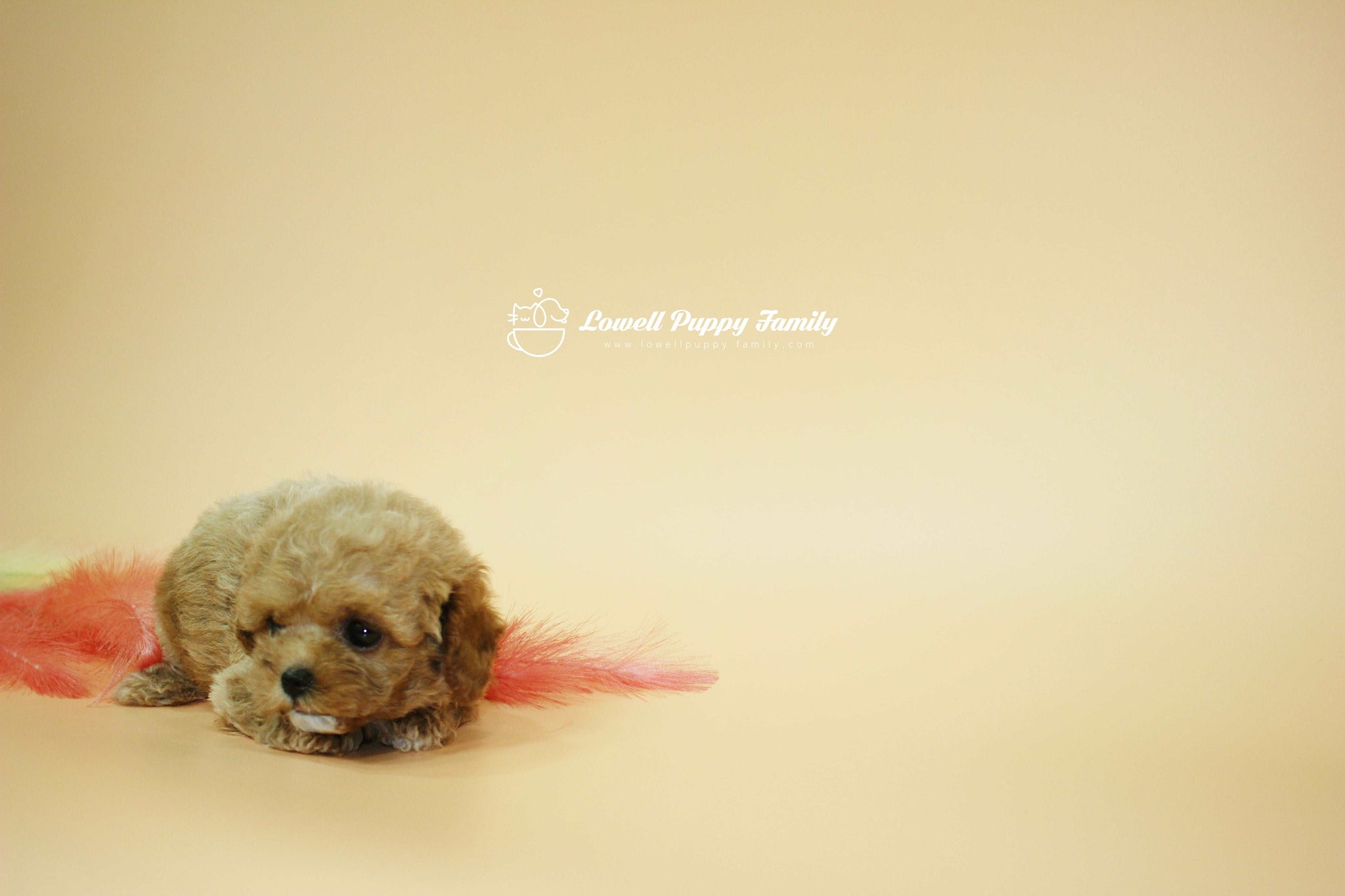 Sold out / Teacup Maltipoo Female [Jane]