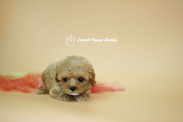 Sold out / Teacup Maltipoo Female [Jane]