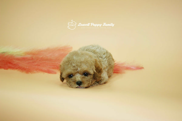Sold out / Teacup Maltipoo Female [Jane]