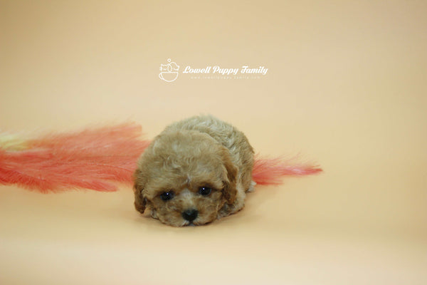 Sold out / Teacup Maltipoo Female [Jane]