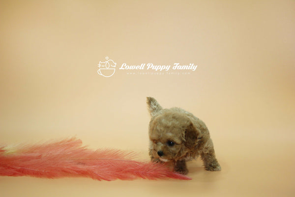 Sold out / Teacup Maltipoo Female [Jane]