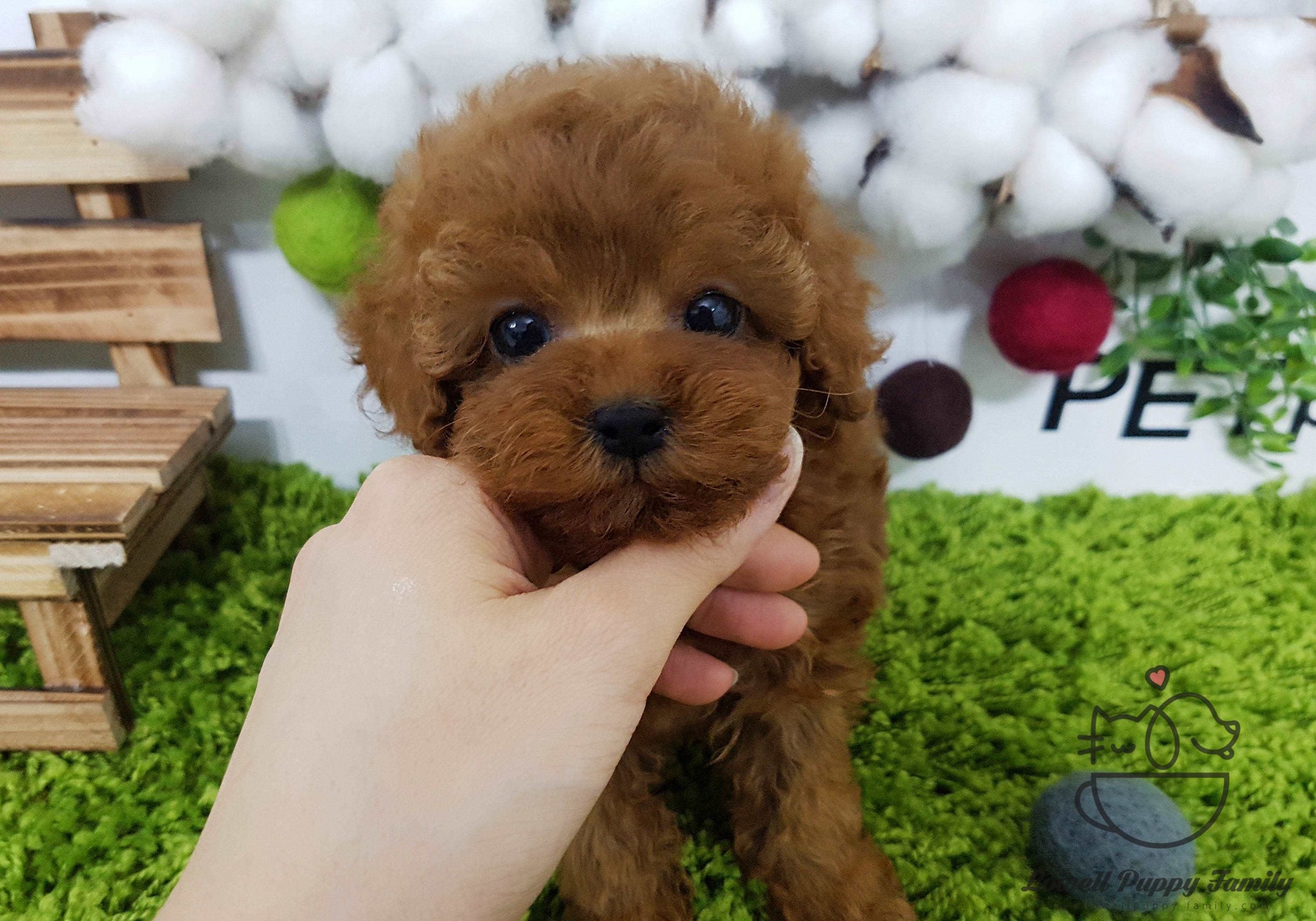 Mary Lee / Teacup Maltipoo Male [Muffin]