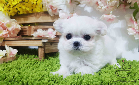 Gonzalez Ivonne/Teacup Maltese Male [Bailey]
