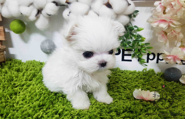 Teacup Maltese Female [Latte]
