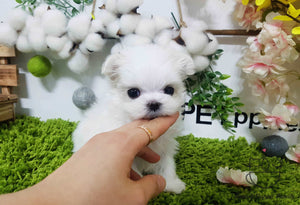 Teacup Maltese Female [Latte]