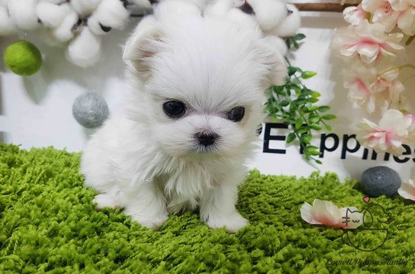 Teacup Maltese Female [Latte]