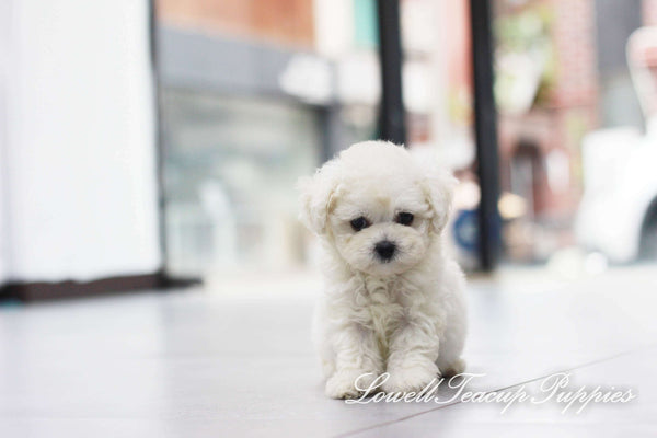 Teacup Bichon Female [Petit]